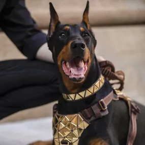 Dog Traction Rope Vest Style Chest Back