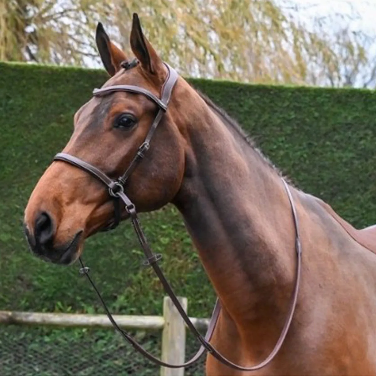 Jump'in Bitless Bridle - One Collection
