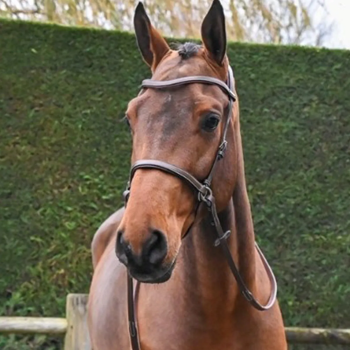 Jump'in Bitless Bridle - One Collection