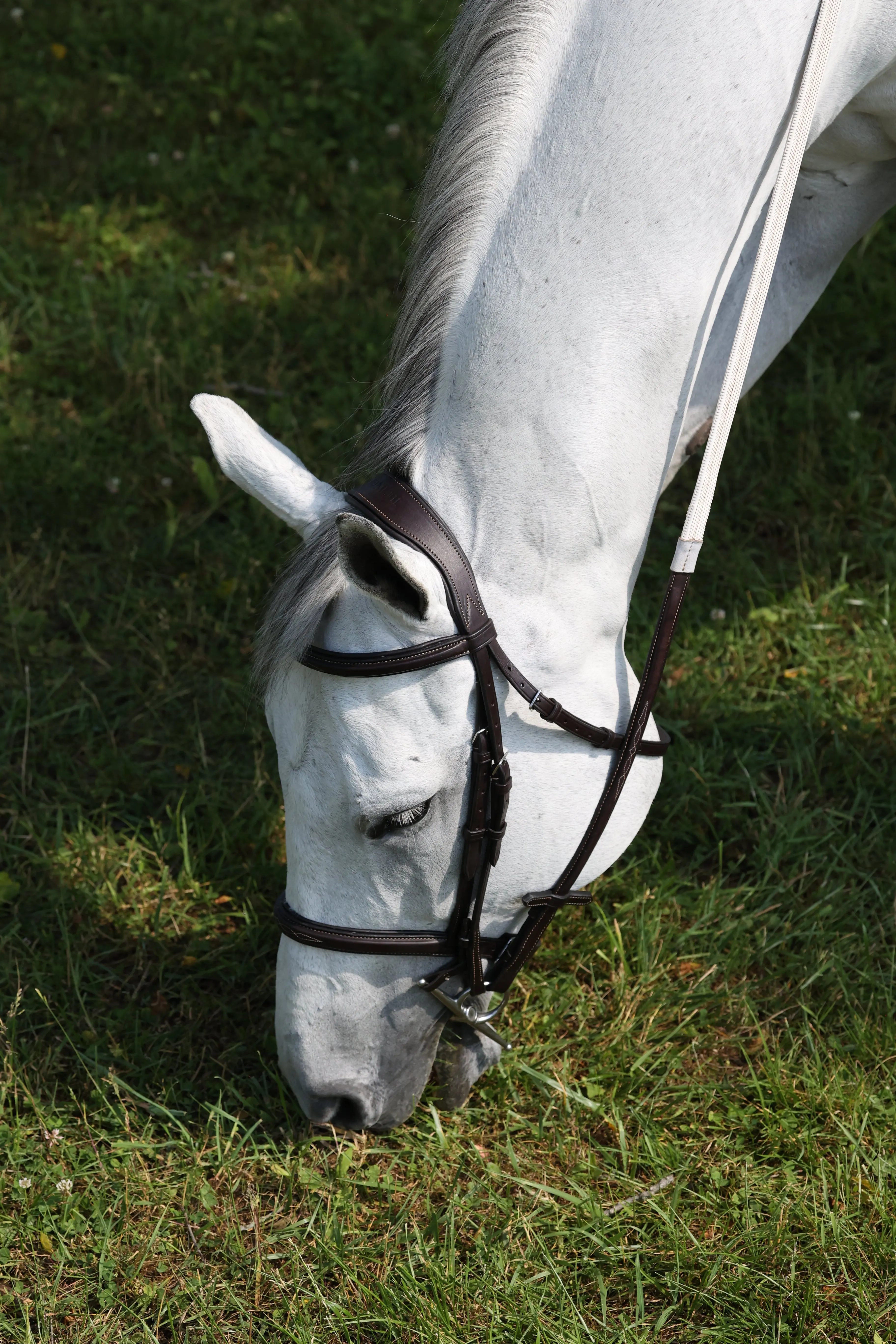 The In Gate Derby Bridle™ with Removable Flash and Laced Reins - FINAL SALE